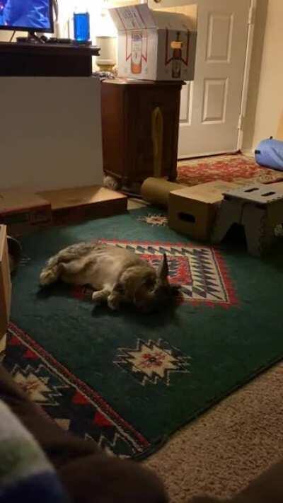 You know you have a happy bunny when they do the big flop 🥺