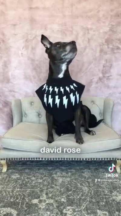 If Schitt’s Creek had a picture day (modeled by my dog, Ivy)