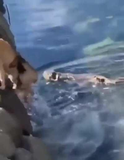 The solution to wunk on wunk violence