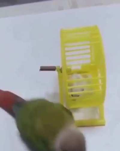 this birds a bitch