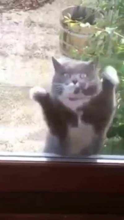 CRAZY CAT ATTACKING WINDOW HAHAHA