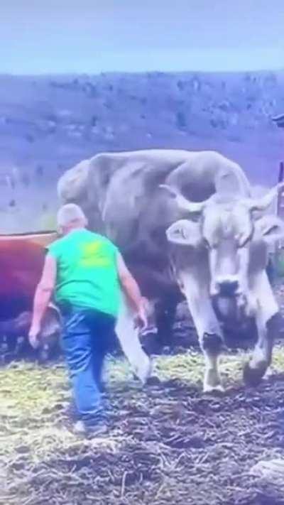 This one absolute unit of a bull.