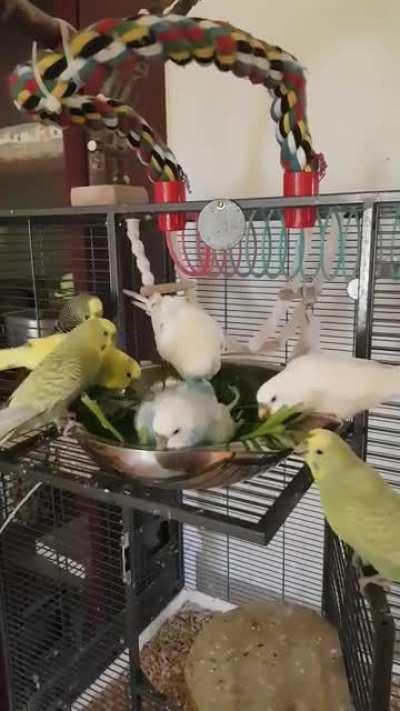 They do love their greens