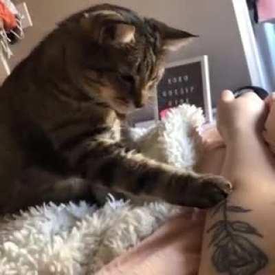 Cat discovered her tattoo