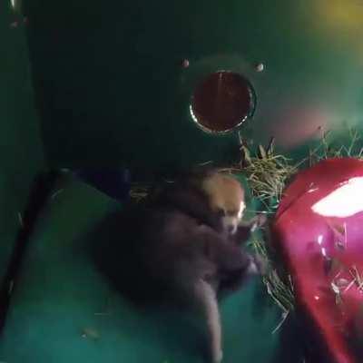 Ya gotta see tha baby blep!