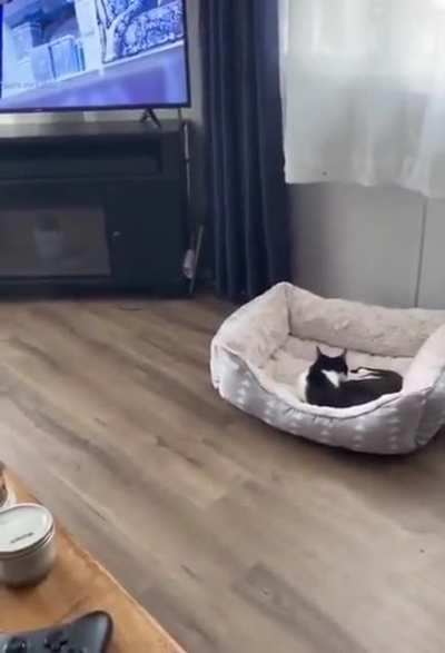 Stolen bed