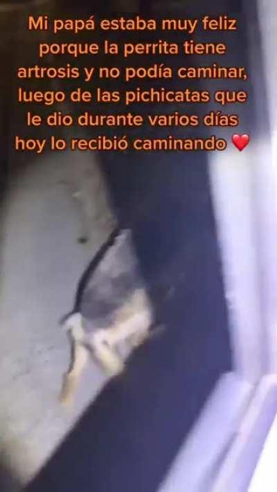 Veterinario alimenta a 140 gatos y 67 perros de la calle en San Clemente del Tuyú.