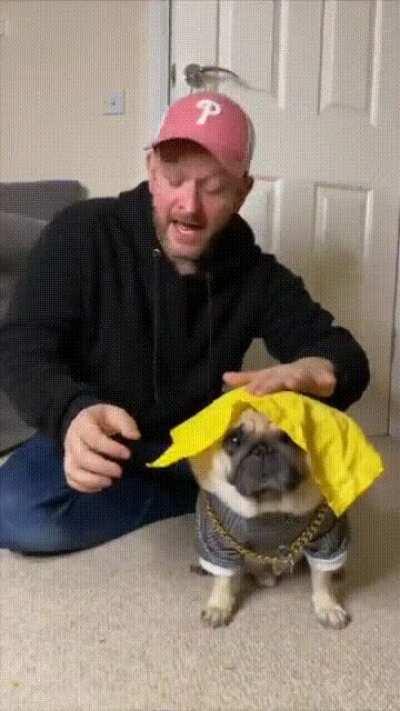 Pug that loves magic