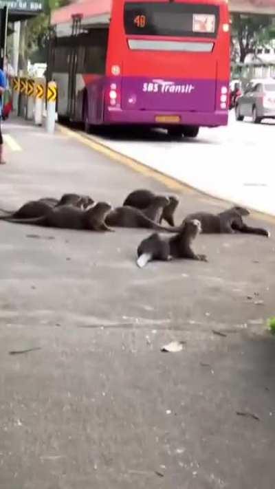 Otters deciding they dont wanna wait for bus