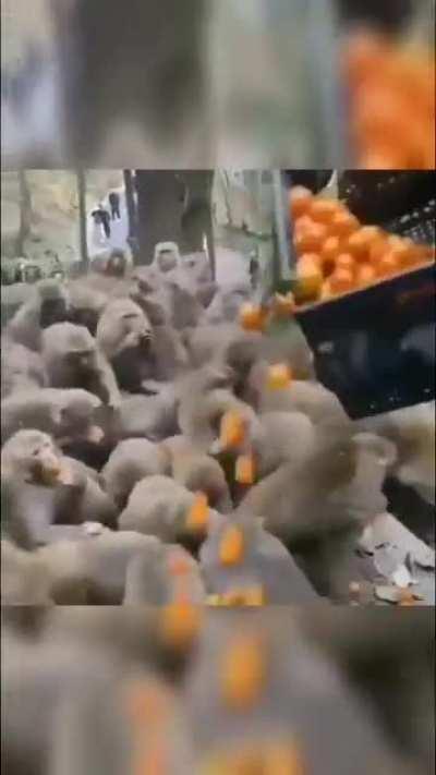 Agent orange is an instrument of chaos