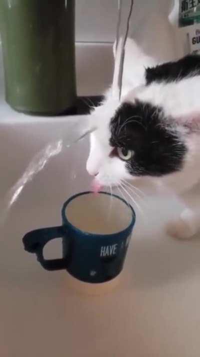 to drink from the tap