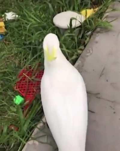 He was just eating grass, man. Not cool