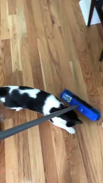 Mookie, my current foster, helping out around the house.