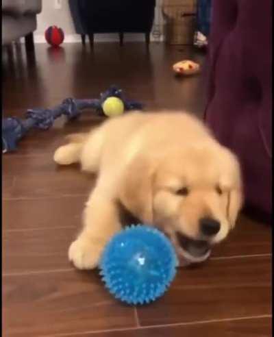 Puppy gets confused when ball bites back