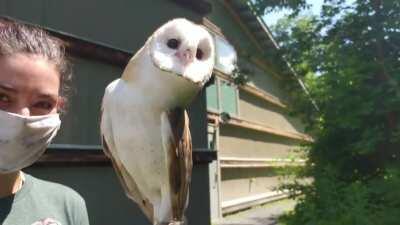Barn owl localizing sound. He is an education ambassador.