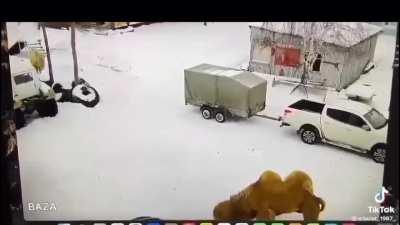 man killed by camel after punching it.