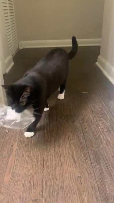 All the expensive toys,wall mounts & cat towers and this is his favorite toy (a potato wrapper)