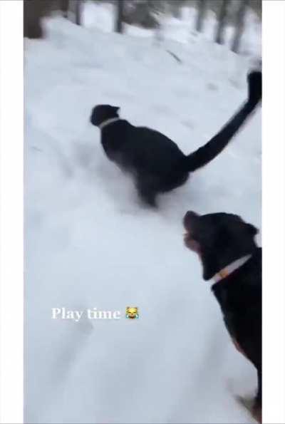 A rescued kitten turns out to be a panther..