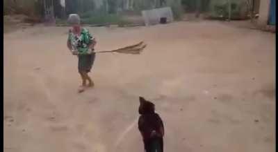 Rinha de velha com galo ao som de linkin park