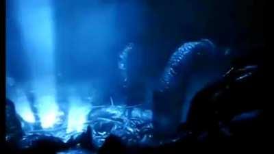 Harry Pooter, American Edition.