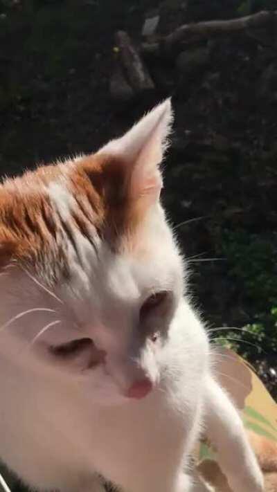 Oh boy He Yell-Us. How dare I pet a cat who's not him!?