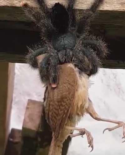 He must be hungry...