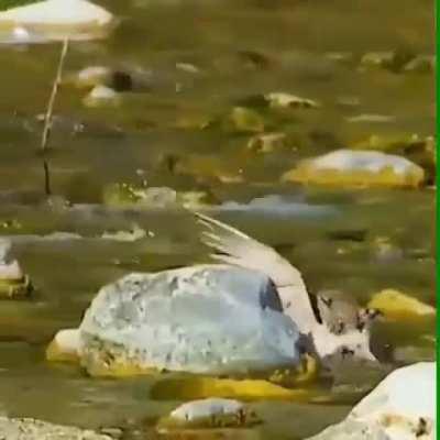 Double kill by the bobcat