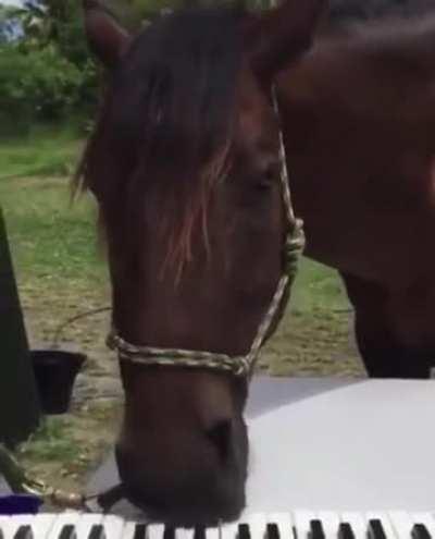 Least talented horse from Saint Denis 