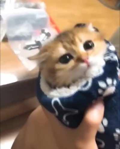 Little purrito