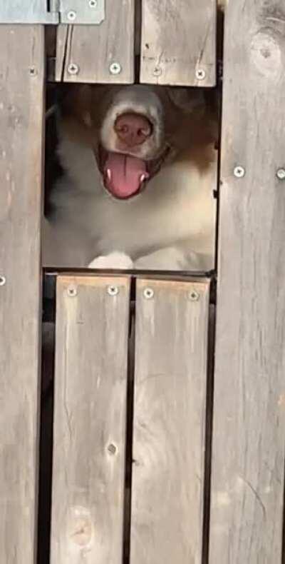 Doggo really went for the spin