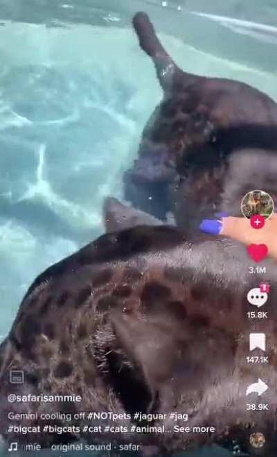 if not friend, why friend shaped?