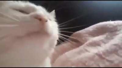 Cat Jams to Final Phase