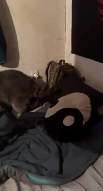 This funny fluffy raccoon lives with the soldiers of the Ukrainian Armed Forces and, as you can see, does not let them get bored for a minute.