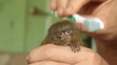 Little cute monkey ooh ooh aaah aah