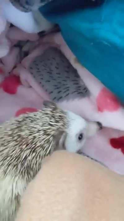 Happy National Hedgehog Day
