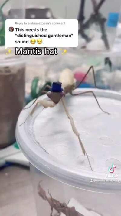 Mantis Hat! Her name is Rosie 🥰