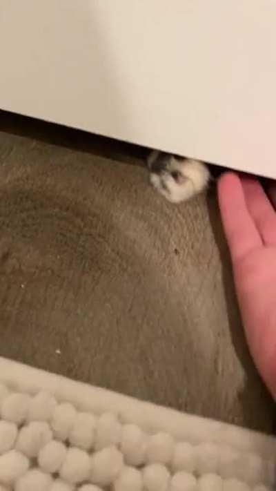 I’m allergic so Stella can’t be in my personal bathroom. She takes a personal offense to this!