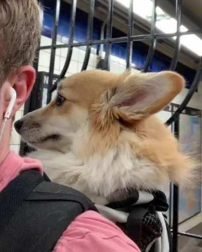 I would die for this Commuting Corgi! (Not my doggo, sadly!)