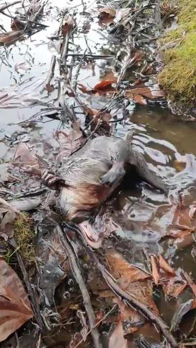 Old mate having a scratch in a puddle