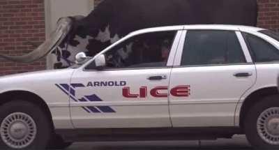 Nebraska police pull over man with a bull riding in the passenger’s seat