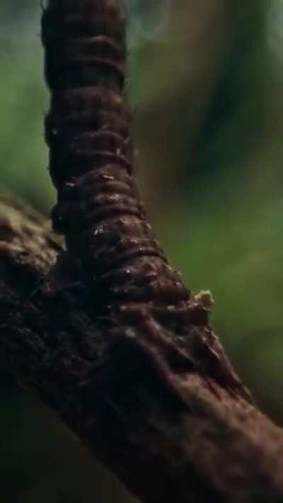 Lufi bug the snatcher of prey