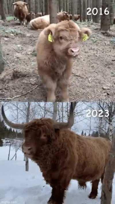 Same calf 7 years later