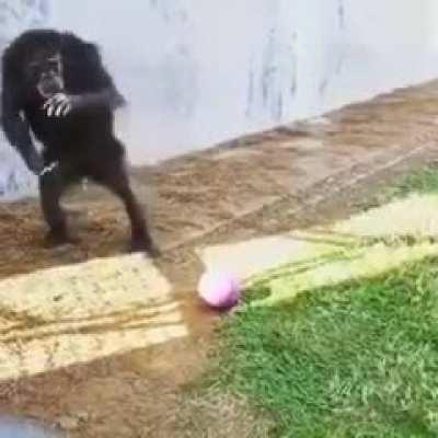 VIDEO MONO UPVOTE SI ERES UN CHUPAPOLLAS