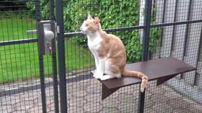 Maia tries to open catio door then starts chirping at a bird