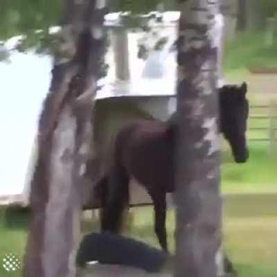 [ALL] Horse responds to Epona's Song