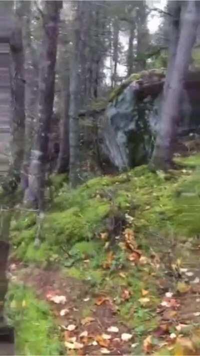 Strong winds push and pull at the forest floor in Sacre-Coeur, Quebec.