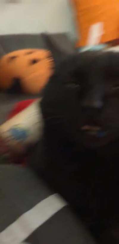 Sleepin' while Scrungy