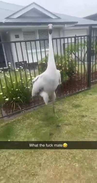 Aussie encounter with a brolga