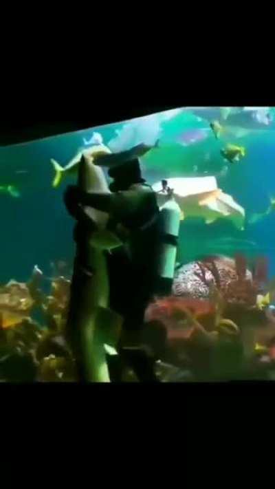 Does the shark like this?