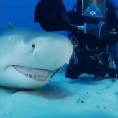 🔥Petting a Lemon Shark🔥